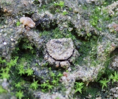 Aliatypus