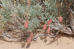 Astragalus ceramicus ceramicus