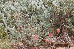 Astragalus ceramicus ceramicus