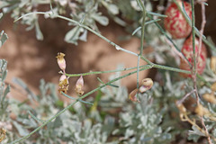 Astragalus ceramicus ceramicus
