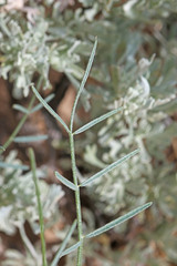 Astragalus ceramicus ceramicus