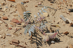 Astragalus eurekensis
