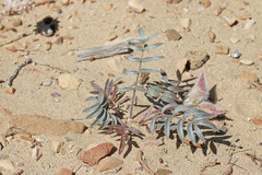 Astragalus eurekensis