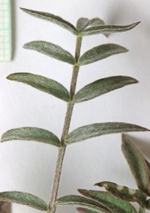 Astragalus eurekensis