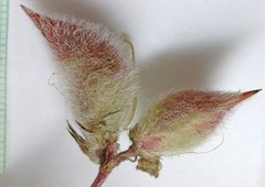 Astragalus eurekensis