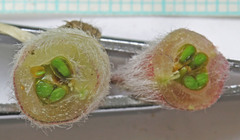 Astragalus eurekensis