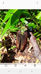 Cheloderus childrenii