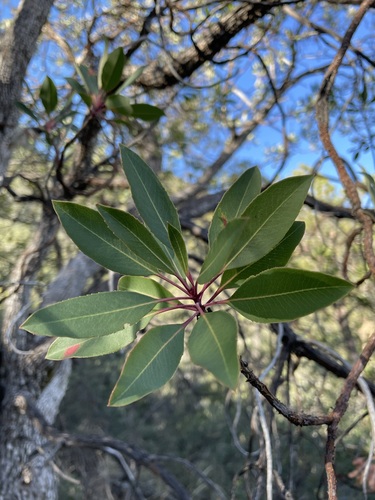 Arizona madrone (Arbutus arizonica)
