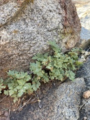 Myriopteris wrightii