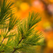 Eastern White Pine - Photo (c) Keweenaw Mountain Lodge, some rights reserved (CC BY-NC), uploaded by Keweenaw Mountain Lodge