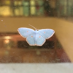 Comostola meritaria