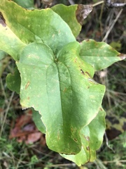 Smilax californica