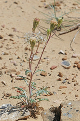 Chaenactis douglasii douglasii