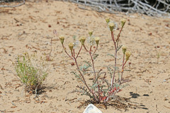 Chaenactis douglasii douglasii