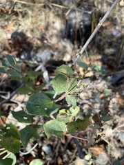 Guardiola platyphylla