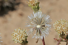 Chaenactis douglasii douglasii