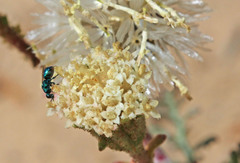 Chaenactis douglasii douglasii
