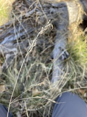 Piptochaetium fimbriatum