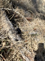 Piptochaetium fimbriatum