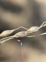 Piptochaetium fimbriatum