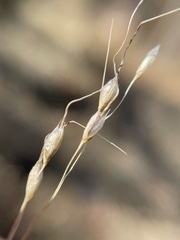 Piptochaetium fimbriatum