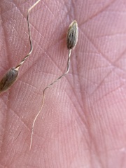 Piptochaetium fimbriatum