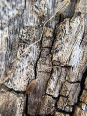 Piptochaetium fimbriatum