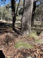 Piptochaetium fimbriatum