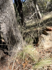 Piptochaetium fimbriatum