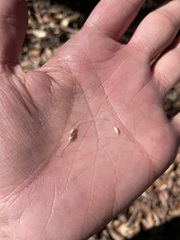 Piptochaetium fimbriatum