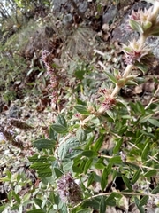 Hyptis rhytidea