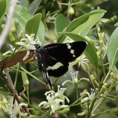 Platagarista macleayi