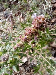 Hyptis rhytidea