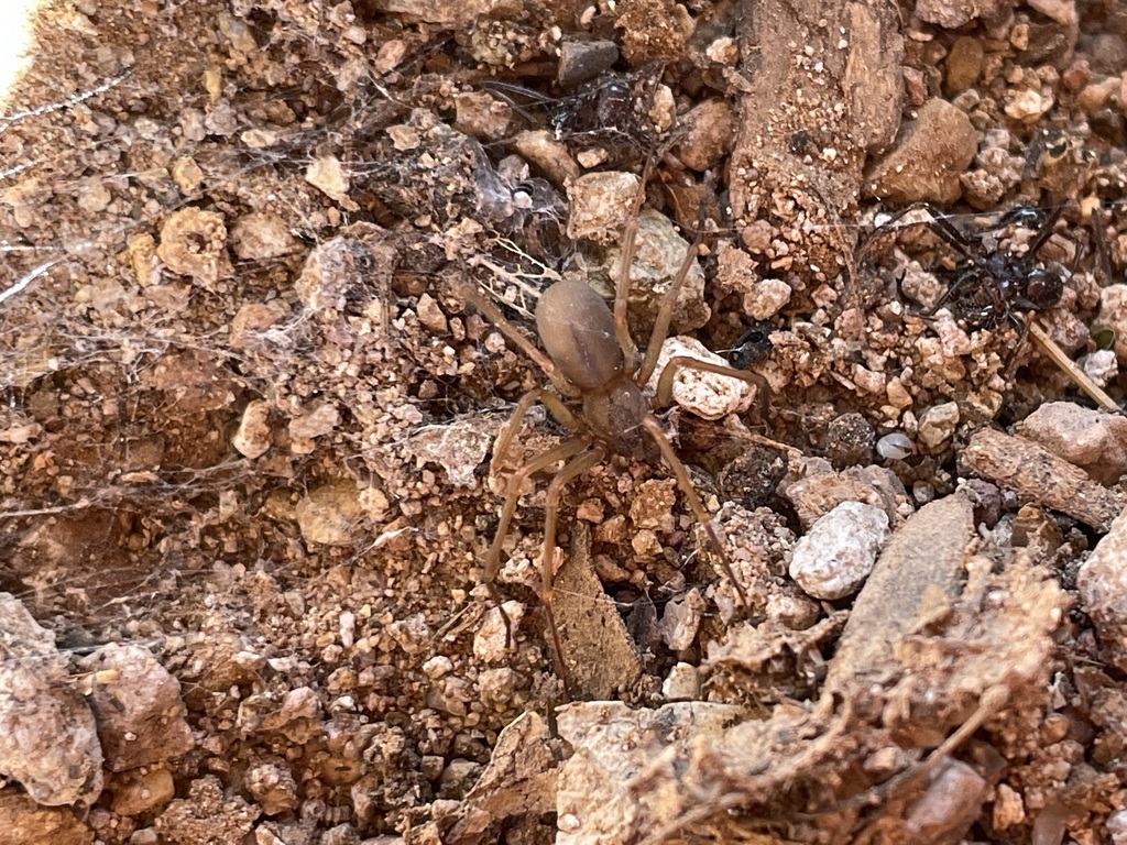 Tucson recluse