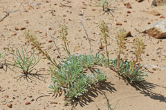 Oreocarya humilis