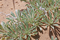 Oreocarya humilis