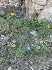 Coreocarpus arizonicus