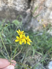 Coreocarpus arizonicus