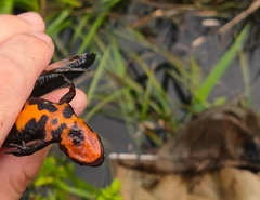 Cynops pyrrhogaster