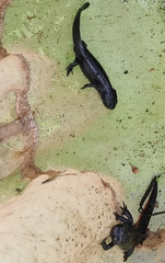 Cynops pyrrhogaster