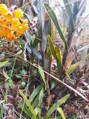 Epidendrum hemiscleria image