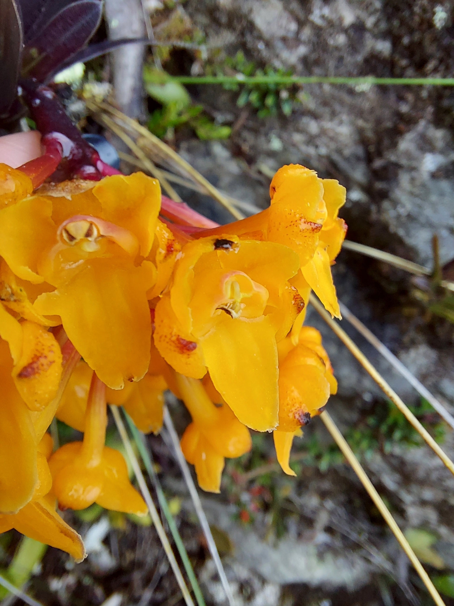 Epidendrum hemiscleria image