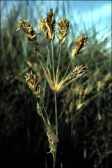 Spinifex sericeus