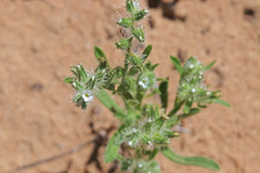 Cryptantha kelseyana