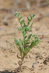 Cryptantha kelseyana