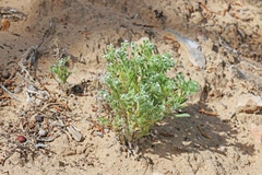 Cryptantha kelseyana