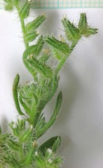 Cryptantha kelseyana