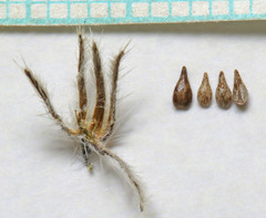 Cryptantha kelseyana