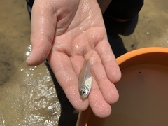 Ambassis jacksoniensis