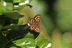 Lycaena enysii
